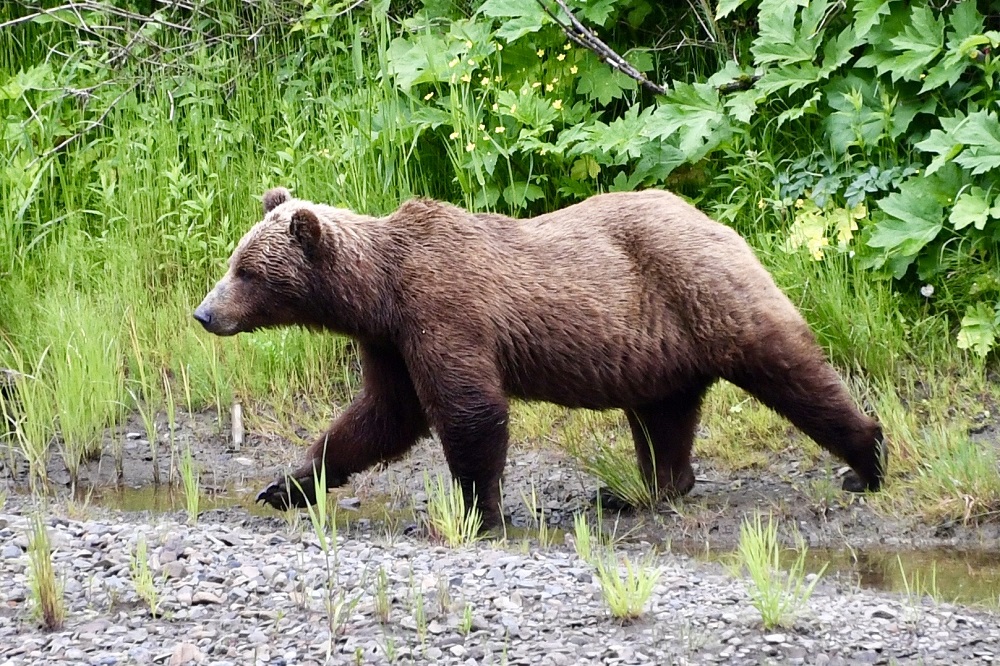 Sun Photo A00008 Bear near Icy Strait Point Alaska